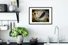 MuchoWow® MuchoWow® Gerahmtes Poster Nahaufnahme Produktbild-Vorschau 4