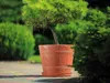 A potted plant in a terracotta-colored pot sits on a paved surface, with lush green bushes in the background. Produktbild-Vorschau
