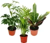 Zimmerpflanzen Set mit 3 Pflanzen - Typ 1- 9cm Produktbild-Vorschau 1