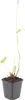 Persicaria bistorta Superba 24 Pflanzen Ø9cm Höhe10-25cm Produktbild-Vorschau 2