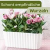 Orchideentopf Transparent Länglicher Orchideenkasten Produktbild-Vorschau 4