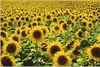 ARTland Wandbild Alu für Innen & Outdoor Sonnenblumenfeld Produktbild-Vorschau 1