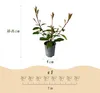 GreenboutiQ - Heckenpflanzen - Photnia fraseri Red Robin - Produktbild-Vorschau 3