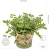 Bloomique - Lot de 3 - Mélange sans danger pour les animaux Voir les images du produit 4