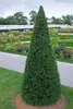 Taxus baccata 'Höpken's Gigant', Eibe, 40–50 cm Produktbild-Vorschau 2