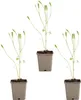Bloomique - Lot de 3 - Aquilegia Caerulea Spring Magic - Voir les images du produit 2