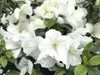 Japanische Azalee ´ENCORE®PURE WHITE´ 20-30 cm, Cont. 3 l Produktbild-Vorschau 5
