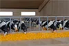Van Manen Kuh schwarz/weiß stehend sort. 2 Stück im Maßstab Produktbild-Vorschau 6