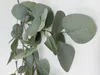 künstlicher Eucalyptus Zweig Kunstblätter H. 87cm grün Produktbild-Vorschau 2