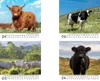Kuhzauber Tischkalender 10x10cm für 2027 Kühe Rind Kalb - Produktbild-Vorschau 2