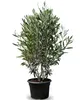 Sunny Tree - Olivenbaum - Olea Europaea in Strauchform - Produktbild-Vorschau 1