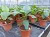 Bananenstaude Banane Musa Velutina 80 cm, rosa Zwergbanane, Produktbild-Vorschau 5