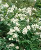 Philadelphus coronarius, Duftjasmin, weiß, 40–60 cm Produktbild-Vorschau 13