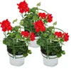 Geranien hängend - Pelargonium peltatum - 12cm Topf - Set Produktbild-Vorschau 1
