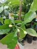 Citrus paradisi 'Star Ruby' 100-130 cm - Červený grapefruit Náhled obrázku produktu 3