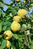 Prunus domestica 'Zwergobst', Terrassenobst, 40 cm Produktbild-Vorschau 3