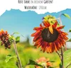 Farbenfrohe Sonnenblumen Samen mit hoher Keimrate - Produktbild-Vorschau 2