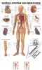 Gefäßsystem Poster Anatomie 70x50 cm medizinische Produktbild-Vorschau 1