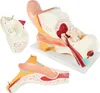 Anatomický model lidského ucha vnější střední a vnitřní Náhled obrázku produktu 2
