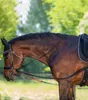 A close-up side view of a brown horse wearing a bridle and training reins in an outdoor setting with blurred green trees in the background. Produktbild-Vorschau