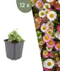 Plants by Frank | 12 Plantes de vergerette de Karvinski | Voir les images du produit 1