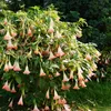 A flowering plant with many trumpet-shaped flowers. Produktbild-Vorschau