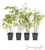 4 x Fargesia rufa - Bambus - idealer  Sichtschutz für Kübel Produktbild-Vorschau 3