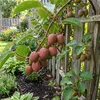 x1 Actinidia arguta 'Ken's Red' P15 H60 Produktbild-Vorschau 5