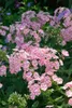 Phlox paniculata 'Peppermint Twist', Flammenblume, Produktbild-Vorschau 2