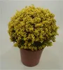Stauden Gänge 1 x Ilex crenata 'Golden Gem' Kugel 30 - 40 Produktbild-Vorschau 2