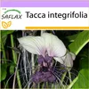 SAFLAX - Biely kvet netopiera - Tacca integrifolia - 10 Náhľad obrázku produktu 5