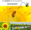 Farbenfrohe Sonnenblumen Samen mit hoher Keimrate - Produktbild-Vorschau 6