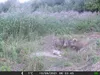 Outdoor Wildlife Hunting Trail und Wildkamera OXE Gepard Produktbild-Vorschau 23