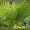 Bloomique - Trachycarpus Fortunei - Chinesische Hanfpalme - Produktbild-Vorschau 6