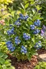 Heidelbeere Vaccinium Bluecrop ca. 60 cm – ertragreiche Produktbild-Vorschau 1