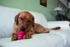 KONG Classic, Hund, Rot, Gummi, Kauend, Abholen, Vereinigte Produktbild-Vorschau 5