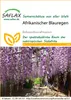 SAFLAX - Africká vistárie - Bolusanthus africanus - 15 Náhled obrázku produktu 11