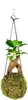 Gardners Kokedama Ficus Microcarpa ženšen (S) Náhľad obrázku produktu 2