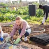2x6m Polyethylenfolie Schwarze Gewächshausfolie, 2mil Extra Produktbild-Vorschau 6