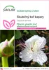 SAFLAX - Skutečný keř kapary - Capparis spinosa - 25 Semena Náhled obrázku produktu 1