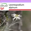 SAFLAX - Edelweiss - Leontopodium alpinum - 500 Semená Náhľad obrázku produktu 9
