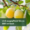 Meine Orangerie - Zwergobst Stämmchen Pflaume - gelbe Produktbild-Vorschau 7