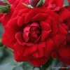 Růže  – Popínavá růže Kordes – Rosa 'Amadeus'® Náhled obrázku produktu 1