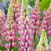 6 x Lupina - Lupinus 'The Chatelaine' | 9 cm x 9 cm Náhled obrázku produktu 1