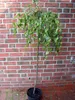 Trauerbirke ‘Youngii’ 160–170 cm – Betula pendula Produktbild-Vorschau 2