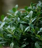 BALDUR Garten 1x immergrün Luxus® Globe der Buchs-Ersatz, Produktbild-Vorschau 5