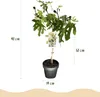 Figovník Ficus carica Little Miss Figgy - výška 19cm, výška Náhľad obrázku produktu 3