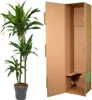 Drzewo smocze Dracaena Janet Craig 150cm, srednica 24cm - Podgląd zdjęcia produktu 3