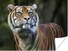 MuchoWow® Poster Tiger - Dschungel - Mantel 160x120 cm - Produktbild-Vorschau 2