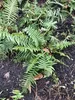 6 x Dryopteris affinis - Goldschuppenfarn - Topf 9 x 9 cm Produktbild-Vorschau 2